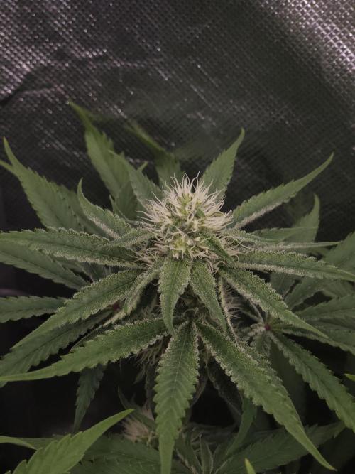 Peach Sunset. Week 8