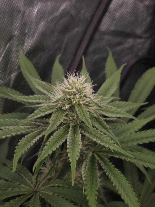 Peach Sunset. Week 8