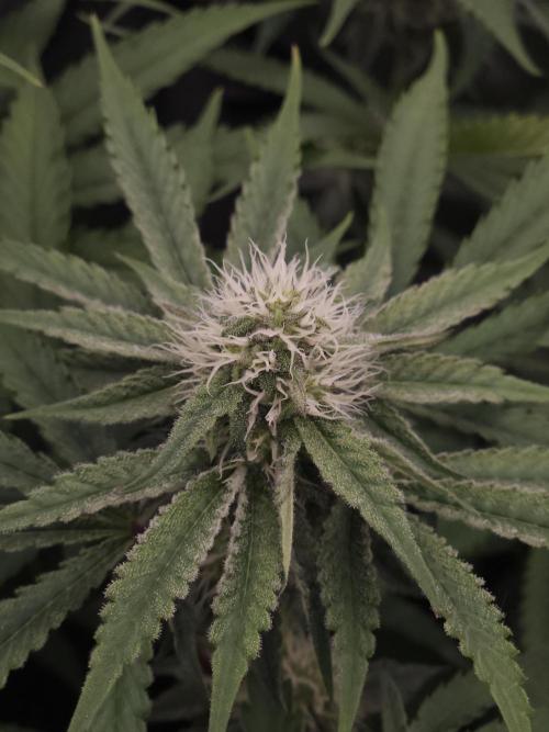 Peach Sunset. Week 8