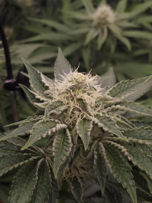 PEACH MOON. Week 8