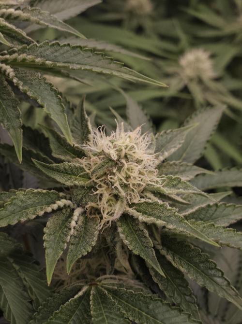 PEACH MOON. Week 8