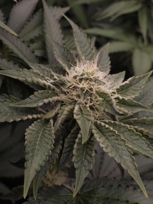 PEACH MOON. Week 8