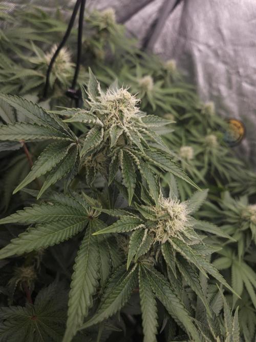PEACH MOON. Week 8