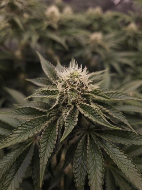 PEACH MOON. Week 8