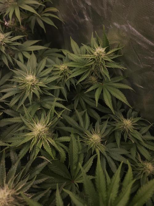 CHILLATOZZ. Week 8