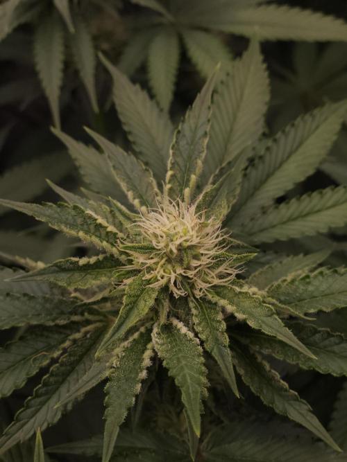 CHILLATOZZ. Week 8