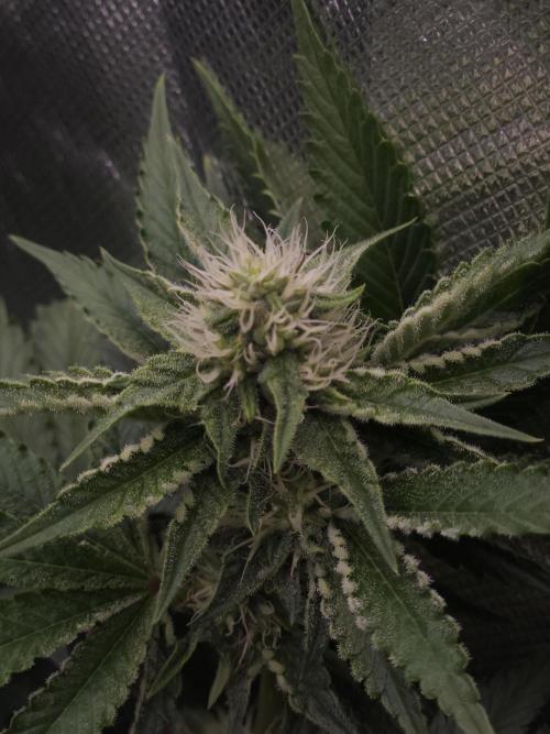 CHILLATOZZ. Week 8