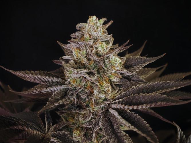 Vanilla Frosting. Week 10