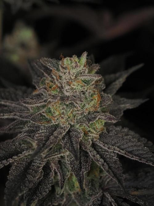 Vanilla Frosting. Week 10