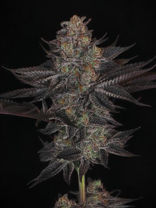 Vanilla Frosting. Week 10