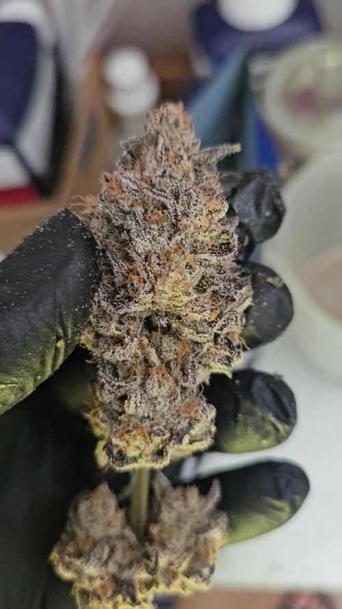 Vanilla Frosting. Week 10