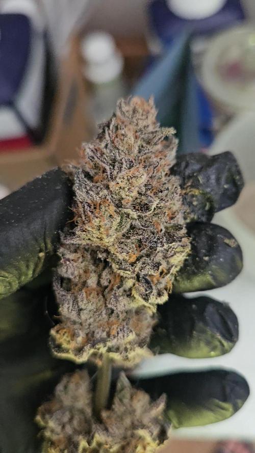 Vanilla Frosting. Week 10