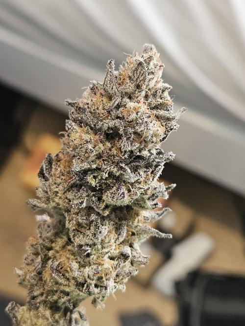 Vanilla Frosting. Week 10