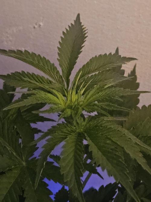 TEST GROW #WorldBreedersLab. Week 5
