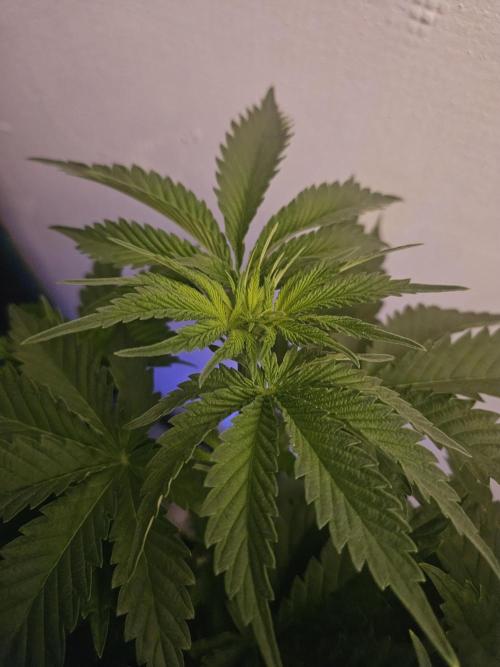 TEST GROW #WorldBreedersLab. Week 5
