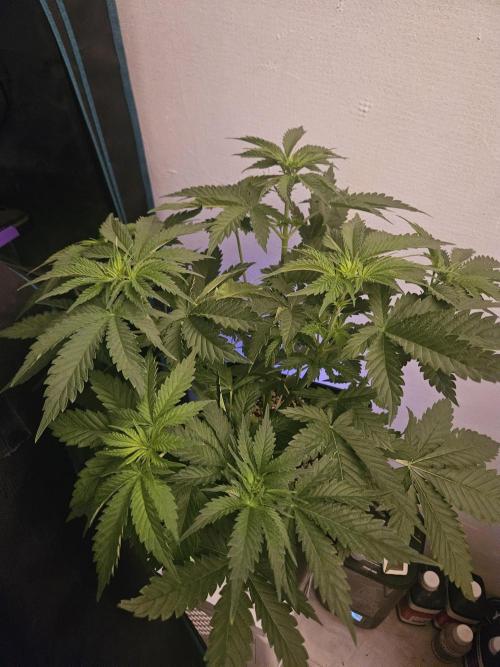 TEST GROW #WorldBreedersLab. Week 5