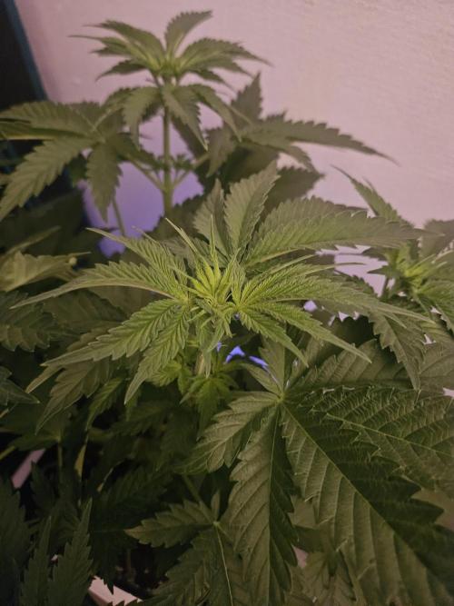 TEST GROW #WorldBreedersLab. Week 5