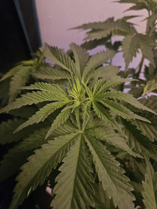 TEST GROW #WorldBreedersLab. Week 5