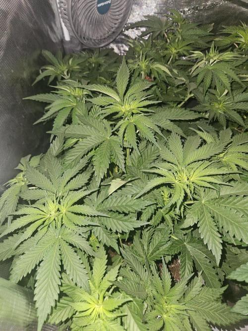 TEST GROW #WorldBreedersLab. Week 5