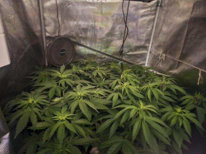 TEST GROW #WorldBreedersLab. Week 5