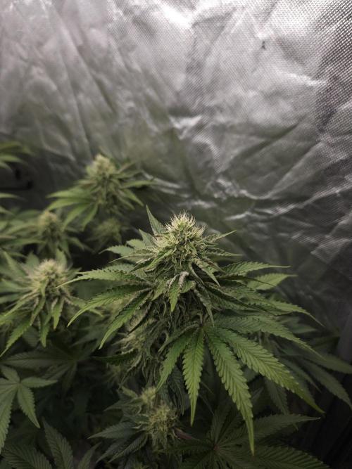 CHILLATOZZ. Week 9