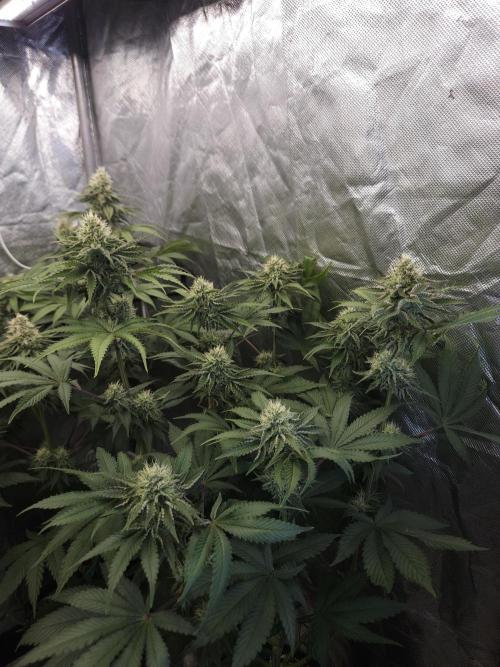 CHILLATOZZ. Week 9