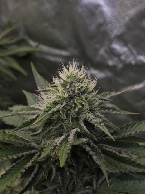 CHILLATOZZ. Week 9