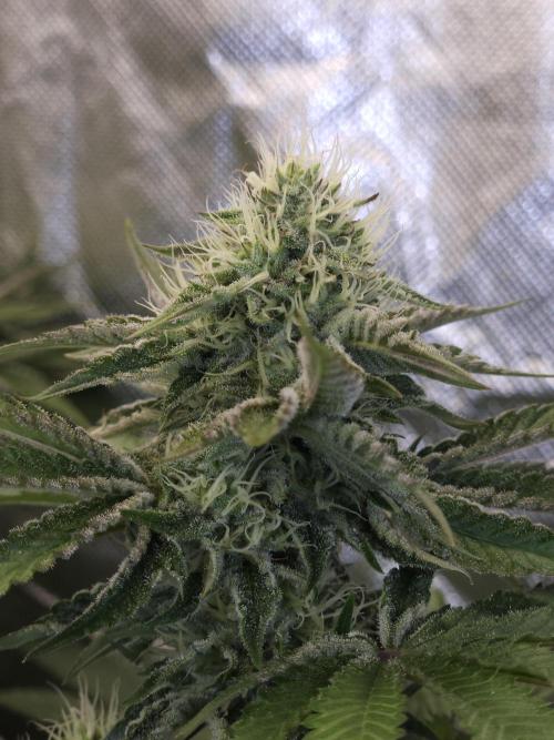 CHILLATOZZ. Week 9