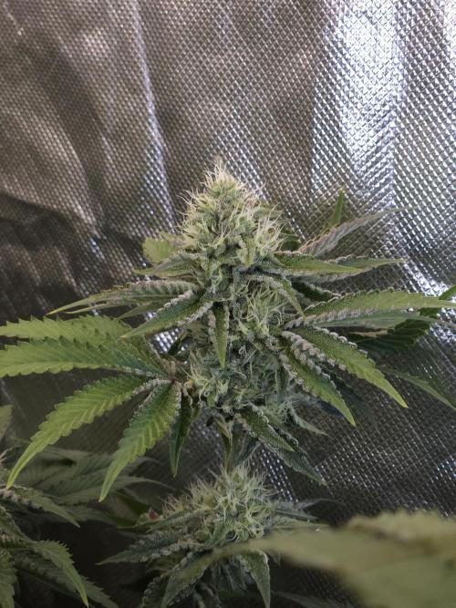 CHILLATOZZ. Week 9