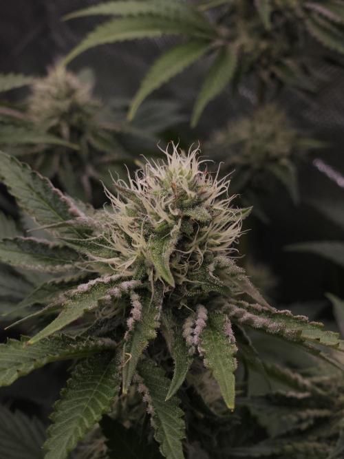 CHILLATOZZ. Week 9