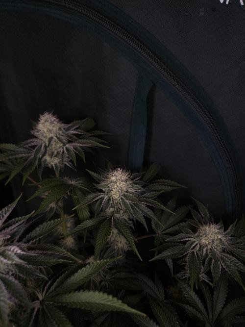 PEACH MOON. Week 9