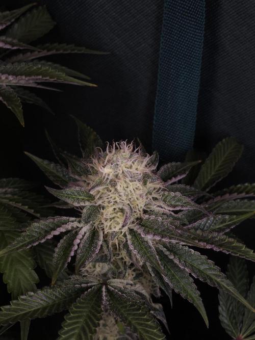 PEACH MOON. Week 9