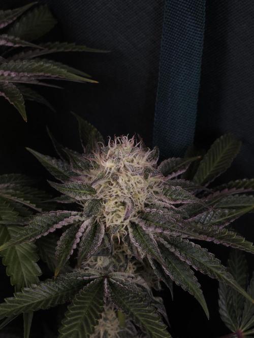 PEACH MOON. Week 9