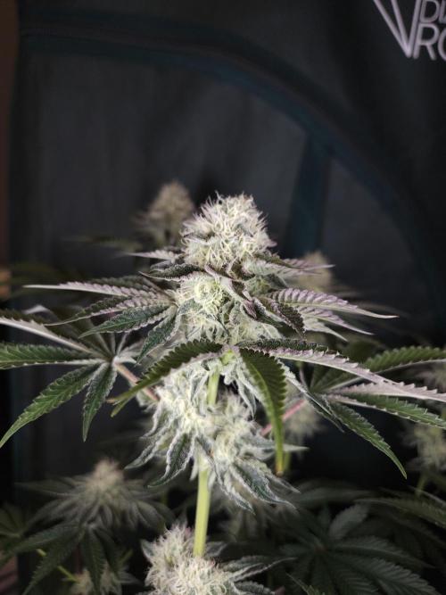 PEACH MOON. Week 9