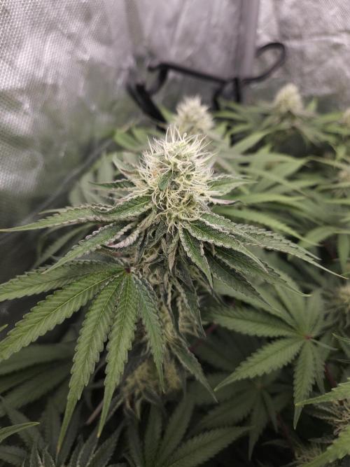 PEACH MOON. Week 9