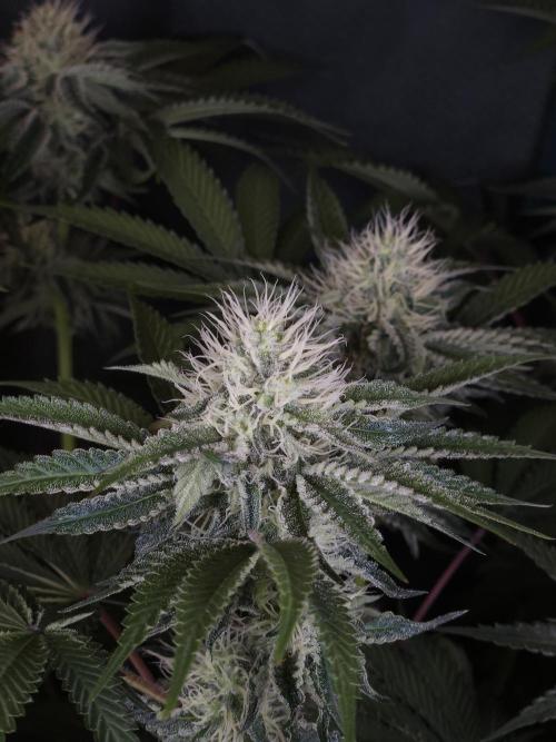 PEACH MOON. Week 9