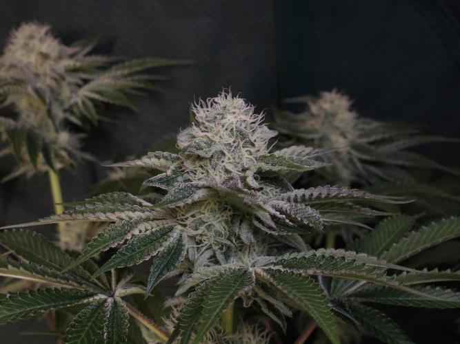 PEACH MOON. Week 9