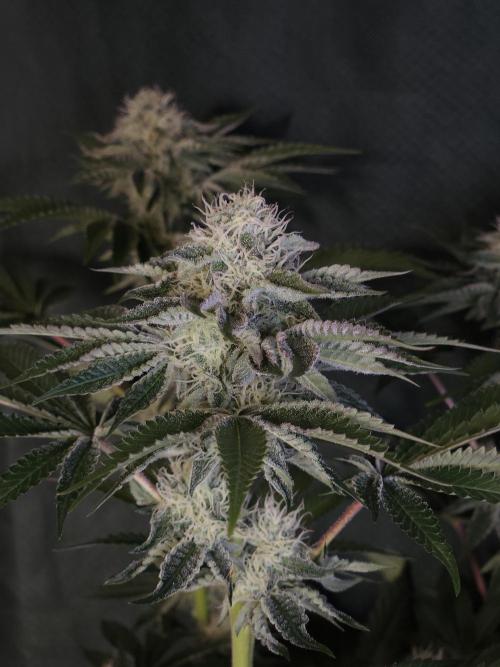 PEACH MOON. Week 9