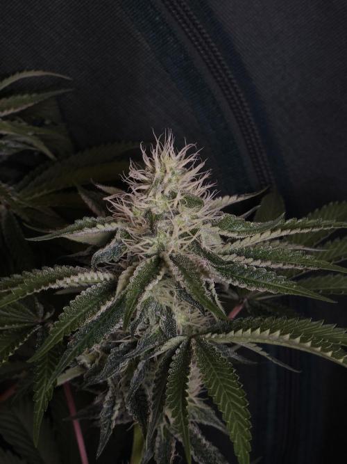 PEACH MOON. Week 9