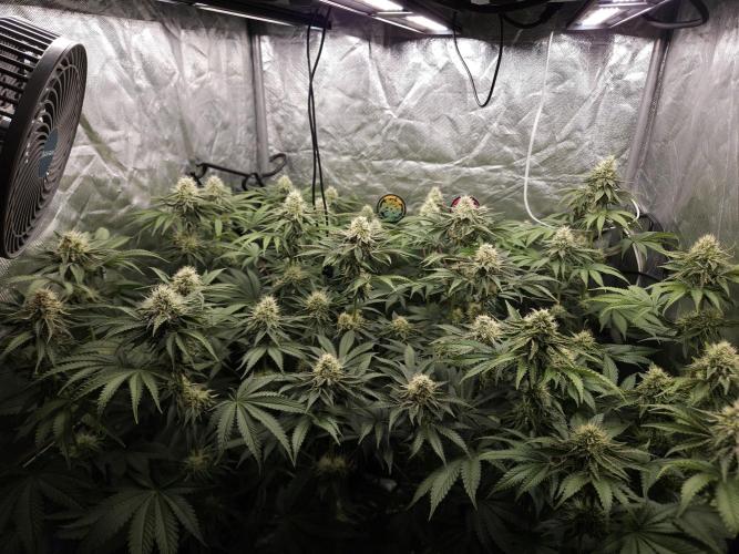Peach Sunset. Week 9