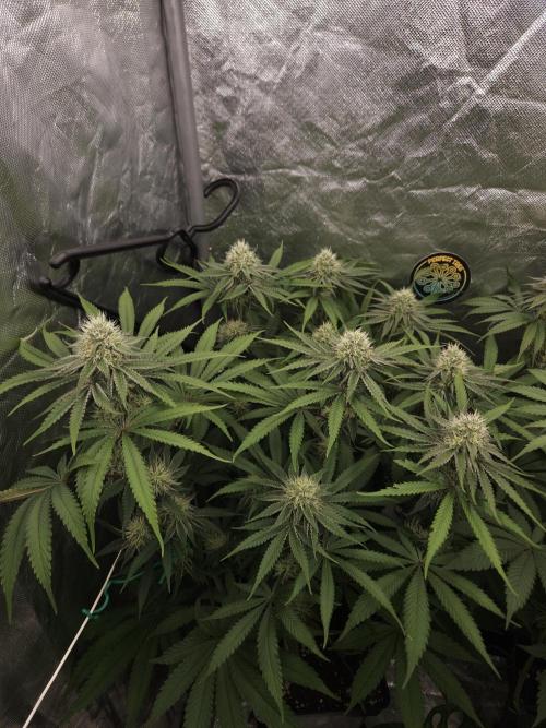 Peach Sunset. Week 9