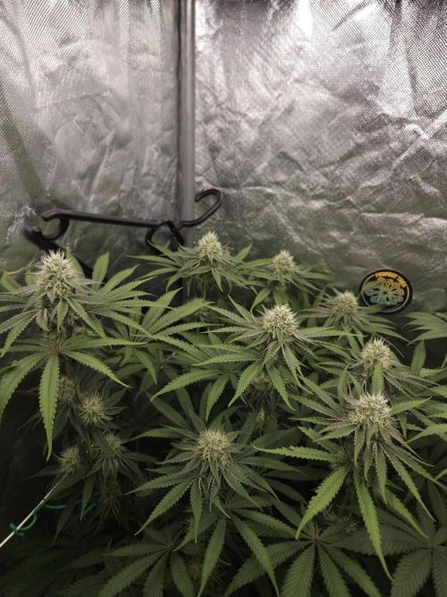 Peach Sunset. Week 9