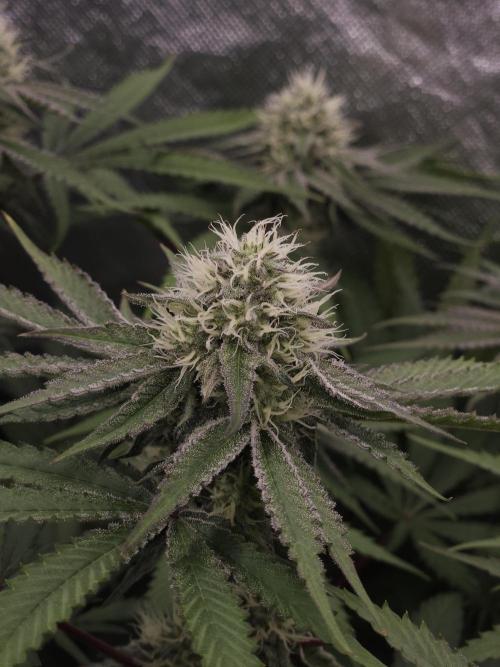 Peach Sunset. Week 9