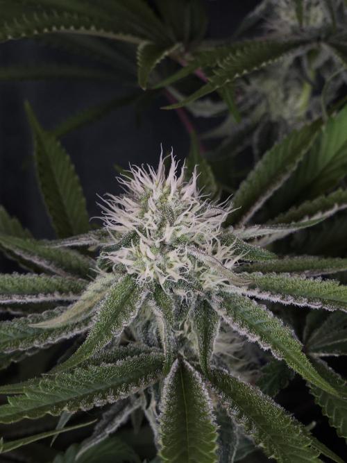 Peach Sunset. Week 9