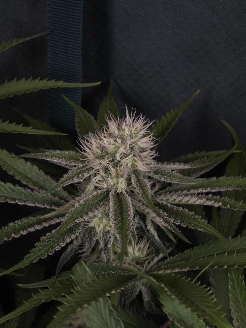 Peach Sunset. Week 9