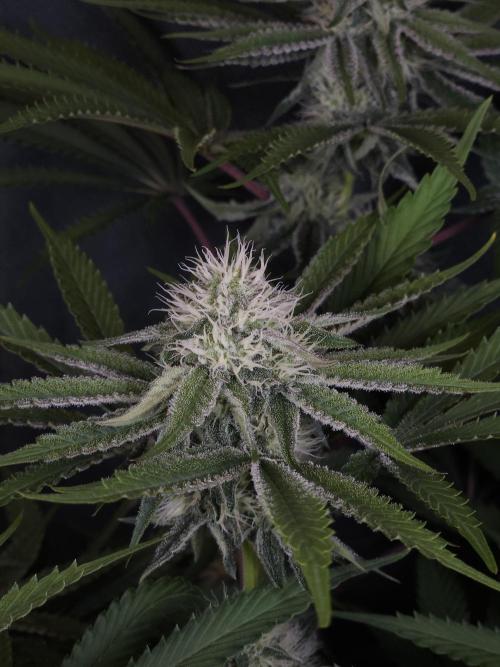 Peach Sunset. Week 9