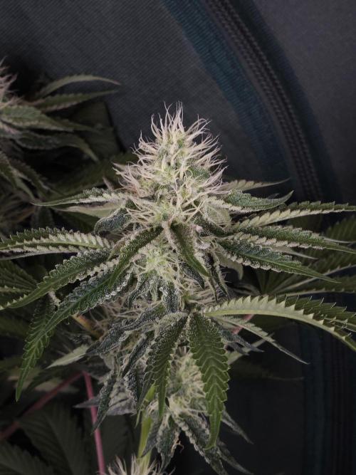 Peach Sunset. Week 9