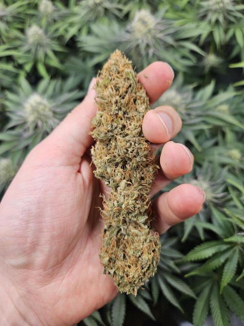 Eternity Grow Cup 2026. Week 14