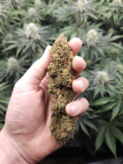 Eternity Grow Cup 2026. Week 14