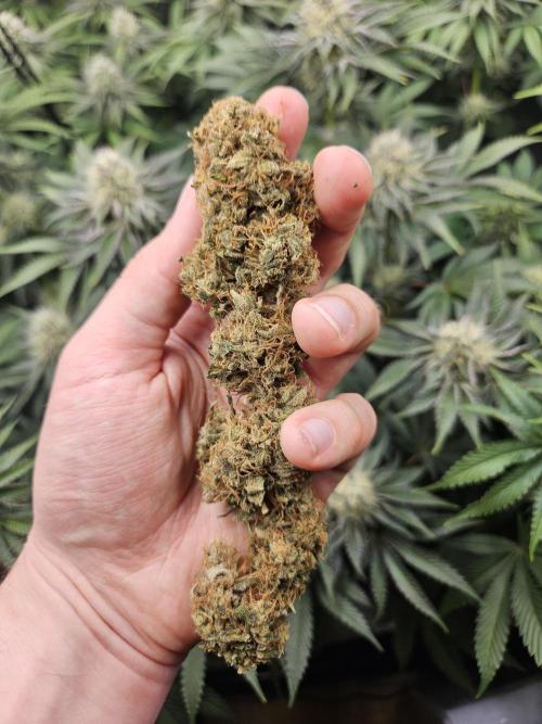 Eternity Grow Cup 2026. Week 14